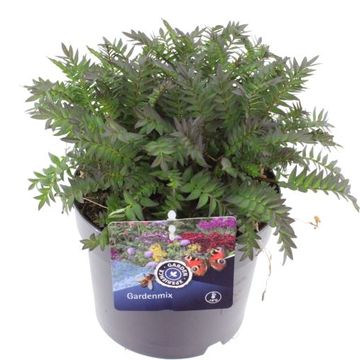 Polemonium yezoense BRESSINGHAM PURPLE