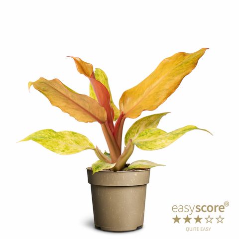 Filodendron 'Orange Marmalade'