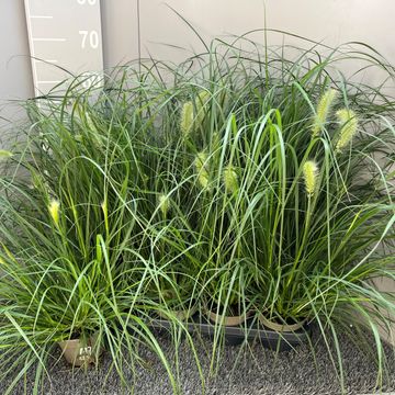 Pennisetum alopecuroides 'Little Bunny'