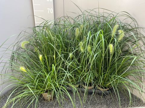 Pennisetum alopecuroides 'Little Bunny'