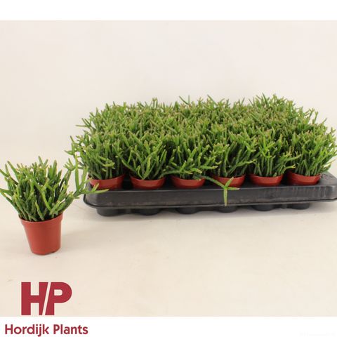 Rhipsalis burchellii