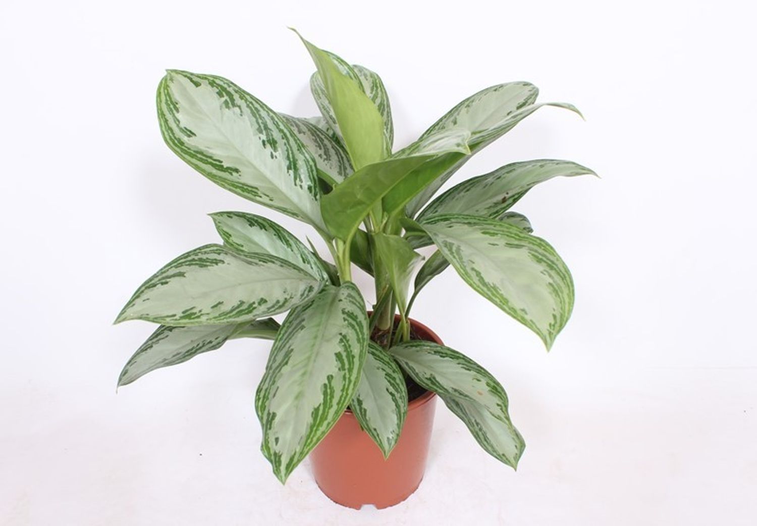 is jade plant a succulent Succulent Crassula 'Jade' | Indoor Plant | Tropical Plant | Potted Plant main image 0