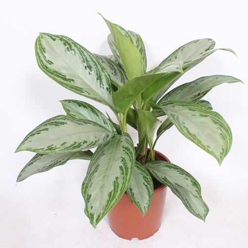 Aglaonema 'Silver Bay'