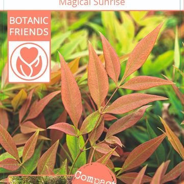 Nandina domestica MAGICAL SUNRISE