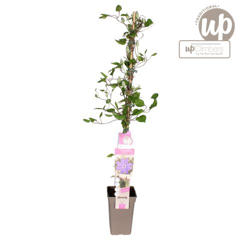 Clematis 'Baltyk' (EL)