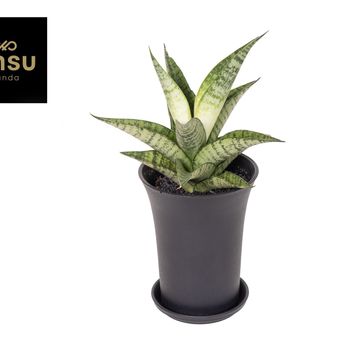 Sansevieria 'Star Mini Marble No.2'