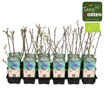 Vaccinium corymbosum 'Reka'