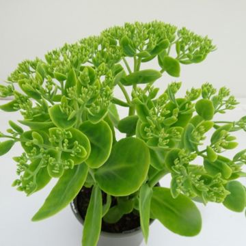 Sedum spectabile 'Rosenteller'