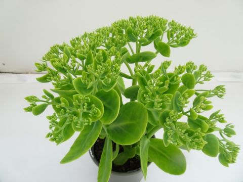 Sedum spectabile 'Rosenteller'