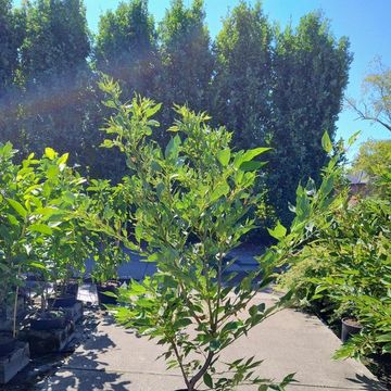 Prunus serrulata 'Shirotae'