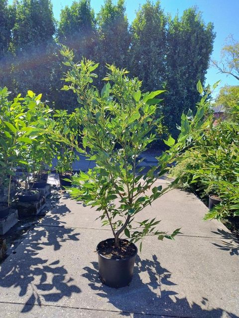 Prunus serrulata 'Shirotae'