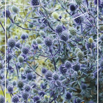 Eryngium planum 'Victory Blue'