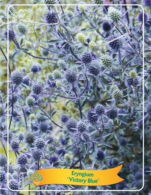 Eryngium planum 'Victory Blue'