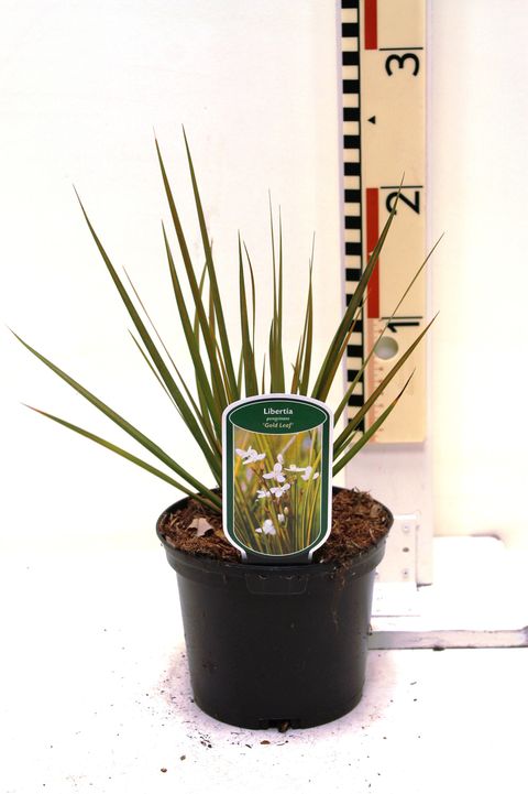 Libertia peregrinans 'Gold Leaf'