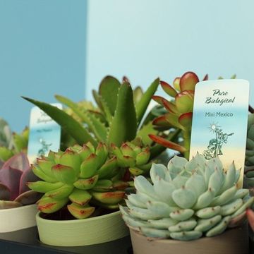 Succulente MIX