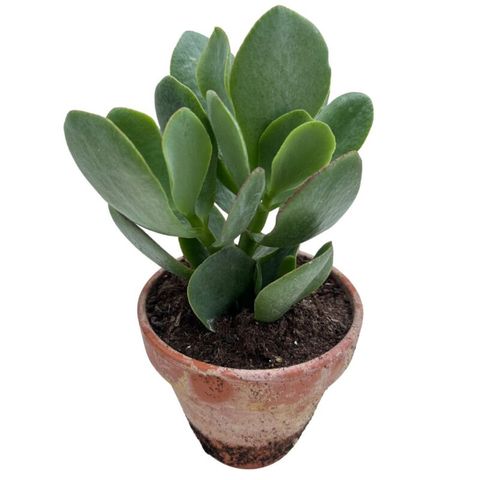 Crassula arborescens