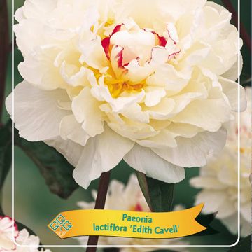 Paeonia 'Edith Cavell'