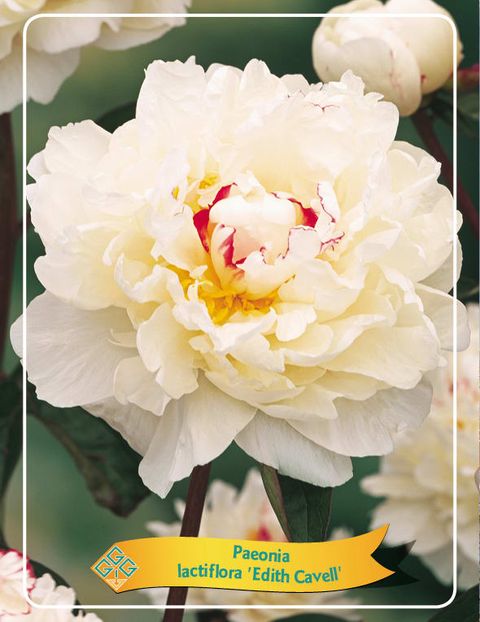 Paeonia 'Edith Cavell'