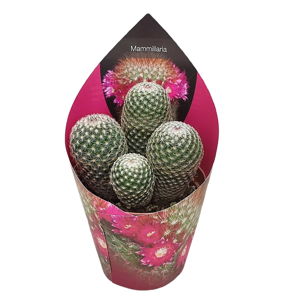 Mammillaria matudae  Plant Wholesale FlorAccess