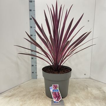 Cordyline 'Paso Doble'