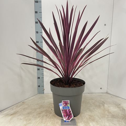Cordyline 'Paso Doble'