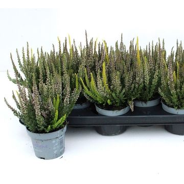 Calluna vulgaris BEAUTY LADIES MIX IN POT