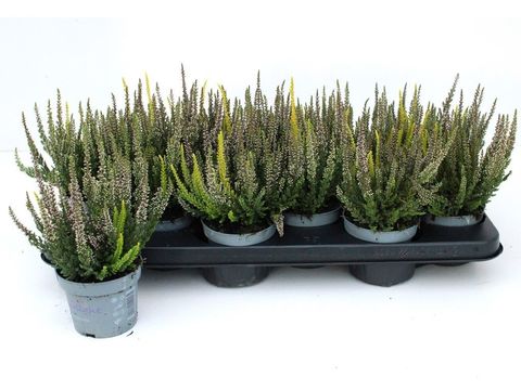 Calluna vulgaris BEAUTY LADIES MIX IN POT