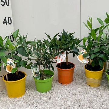 Citrus & Olea MIX