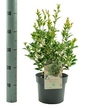 Osmanthus heterophyllus 'Variegatus'