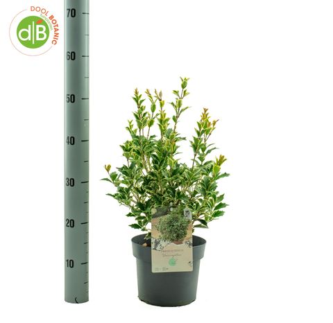 Osmanthus heterophyllus 'Variegatus'