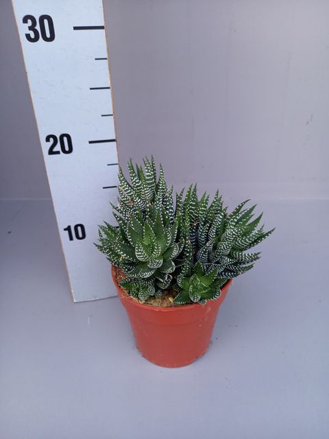 Haworthia fasciata