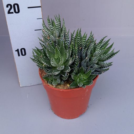 Haworthia fasciata