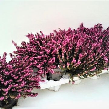 Erica x darleyensis SPRING SURPRISE MIX