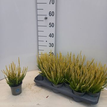Calluna vulgaris BEAUTY LADIES AGNETA