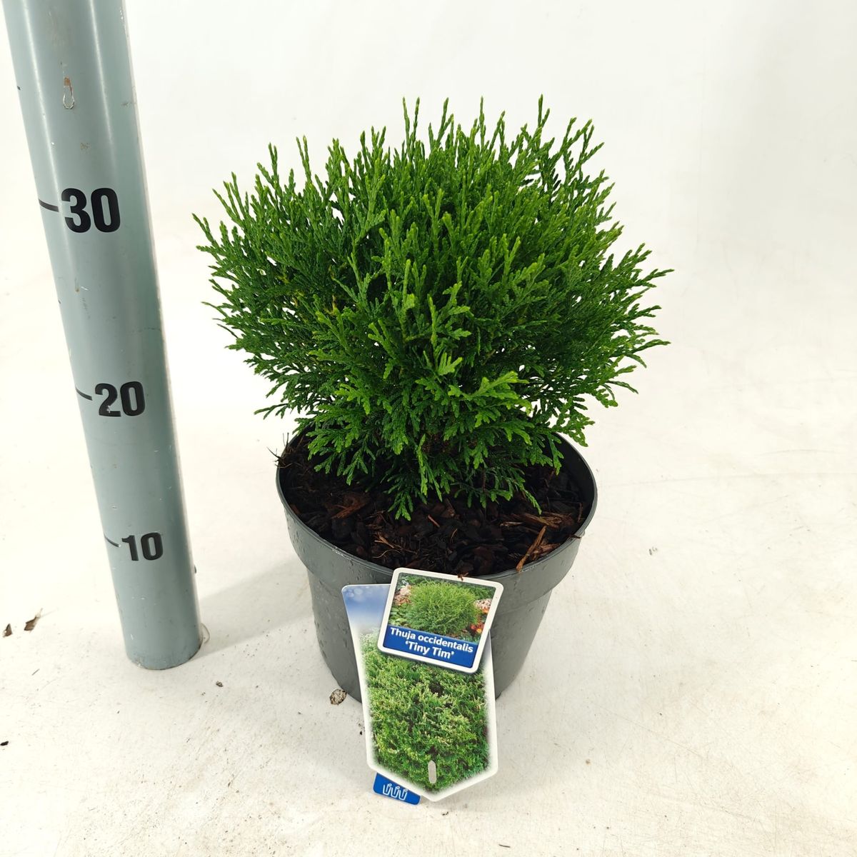 Thuja occidentalis 'Tiny Tim'  Plant Wholesale FlorAccess