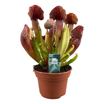 Sarracenia x catesbaei