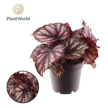 Begonia MAGIC COLOURS RUMBA