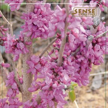 Cercis canadensis 'Eternal Flame'