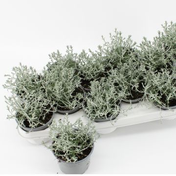 Leucophyta brownii 'Silvercalos'