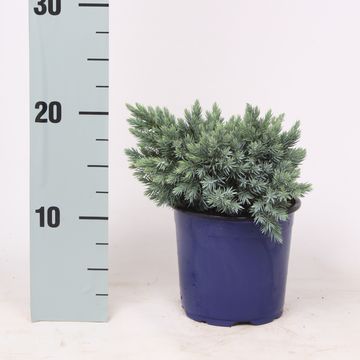 Juniperus squamata 'Blue Star'