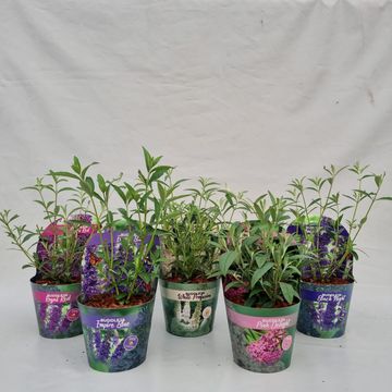 Buddleja davidii MIX