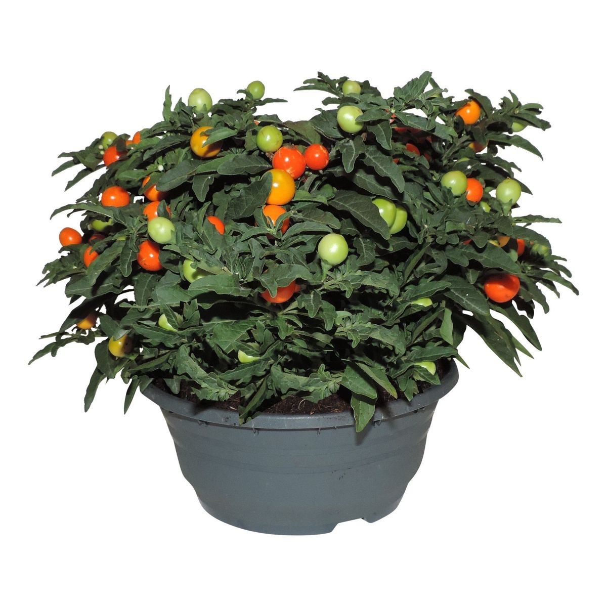 Solanum pseudocapsicum — Bitkiler Toptan Satış FlorAccess