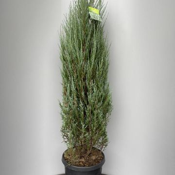 Джуниперус scopulorum 'Блю Эрроу'