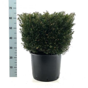 Taxus baccata