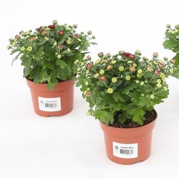 Chrysanthemum BLOOMING BEAUTY RED