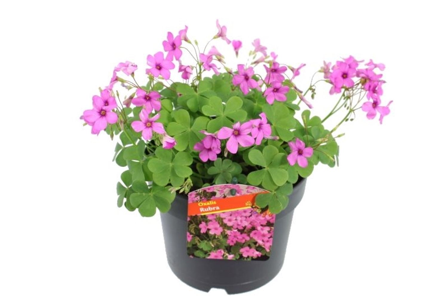 Oxalis rubra — Растения Оптовая FlorAccess