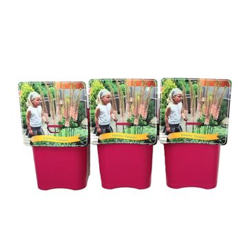 Eremurus x isabellinus 'Cleopatra'