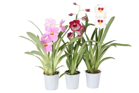 Miltonia MIX