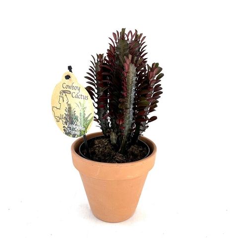 Euphorbia trigona