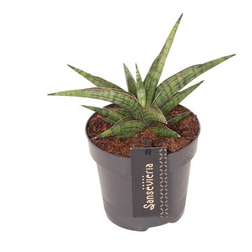 Sansevieria 'Comet Canoe No. 3'